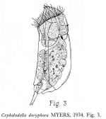 Cephalodella doryphora