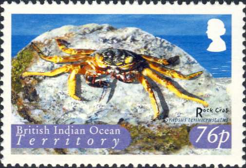 Grapsus tenuicrustatus Grapsus tenuicrustatus