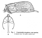 Cephalodella doryphora - Original description image