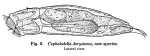 Cephalodella dorystoma - Original description image