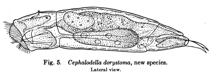 Cephalodella dorystoma - Original description image