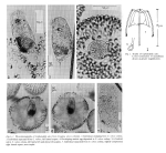 Cephalodella edax - Original description image