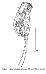 Cephalodella elegans