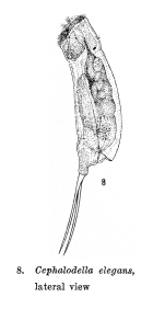 Cephalodella elegans - Original description image
