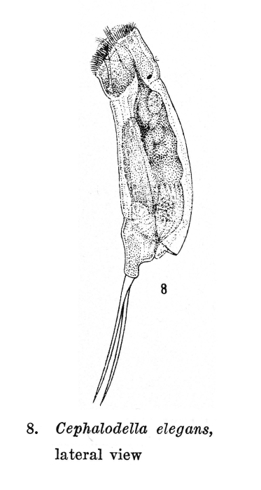 Cephalodella elegans - Original description image