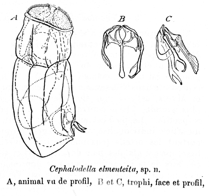 Cephalodella elmenteita - Original description image