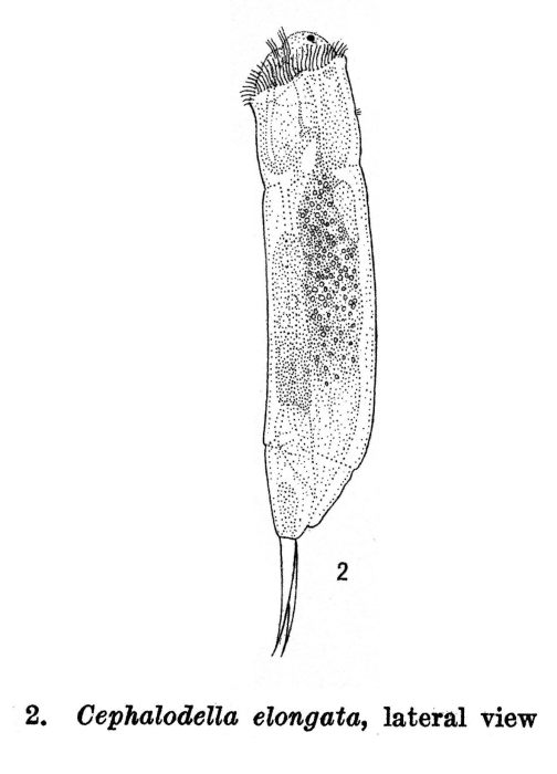 Cephalodella elongata - Original description image