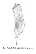 Cephalodella epitedia - Original description image