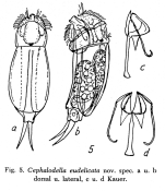 Cephalodella eudelicata - Original description image