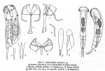 Cephalodella euderbyi - Original description image