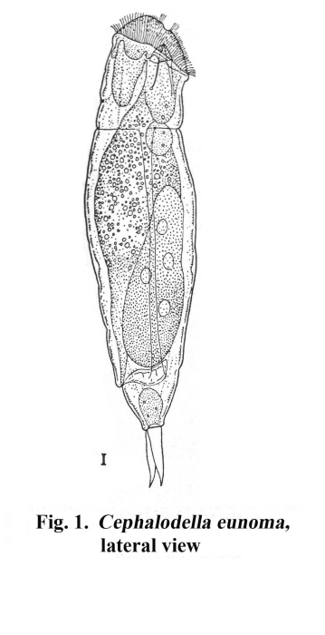 Cephalodella eunoma - Original description image