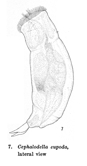 Cephalodella eupoda - Original description image