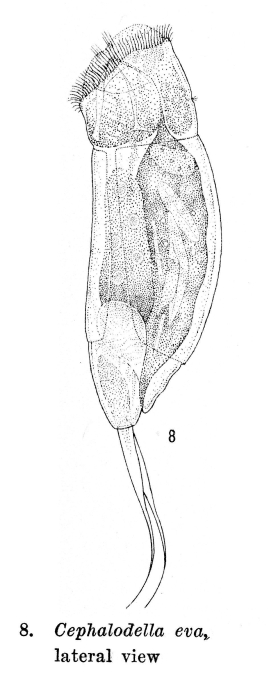 Cephalodella eva