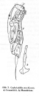 Cephalodella eva