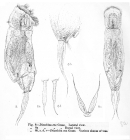 Cephalodella eva