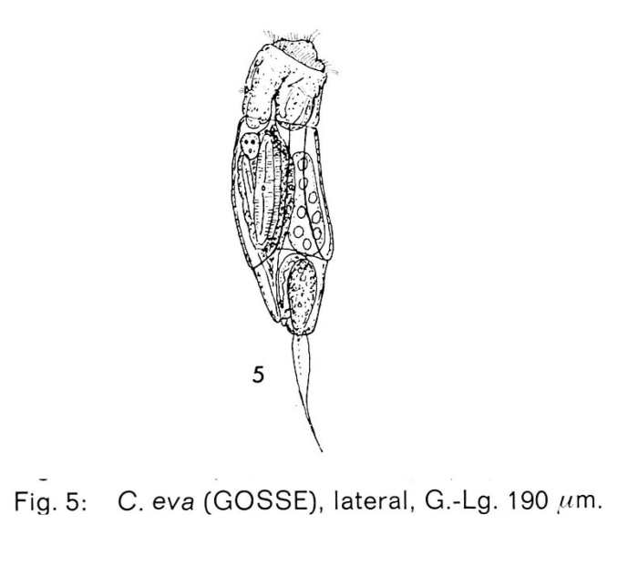 Cephalodella eva