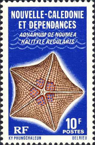 Halityle regularis