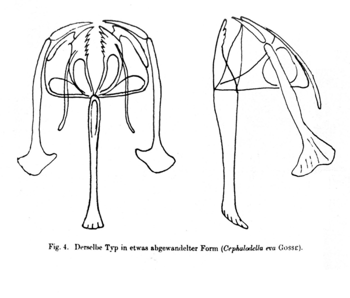 Cephalodella eva