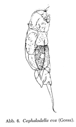 Cephalodella eva