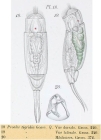 Cephalodella eva