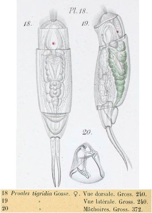 Cephalodella eva