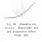 Cephalodella eva