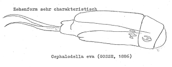 Cephalodella eva