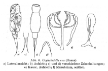 Cephalodella eva