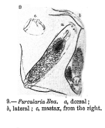 Cephalodella eva - Original description image