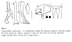 Cephalodella evabroedae
