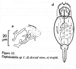 Cephalodella evabroedae