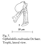 Cephalodella evabroedae