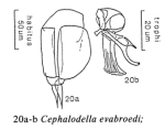 Cephalodella evabroedae