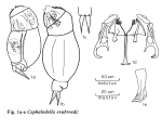 Cephalodella evabroedae - Original description image