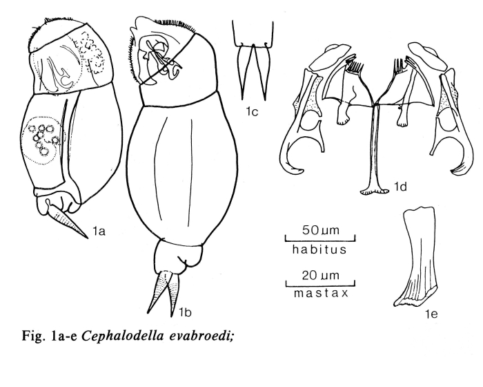 Cephalodella evabroedae - Original description image