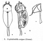 Cephalodella exigua