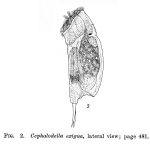 Cephalodella exigua