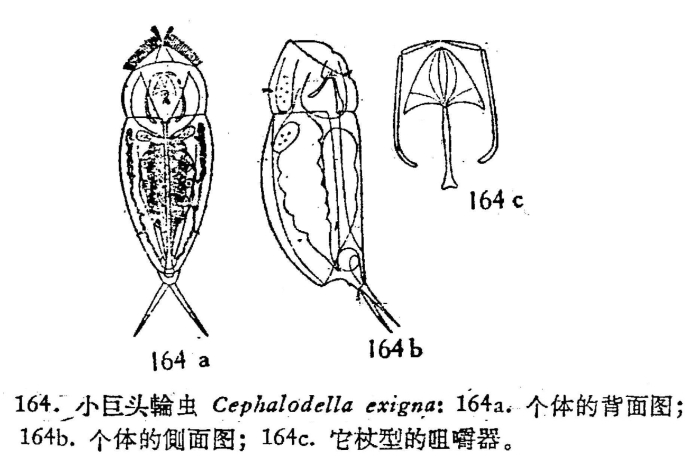 Cephalodella exigua