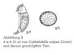 Cephalodella exigua