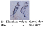 Cephalodella exigua - Original description image