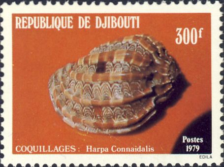 Harpa conoidalis Harpa conoidalis