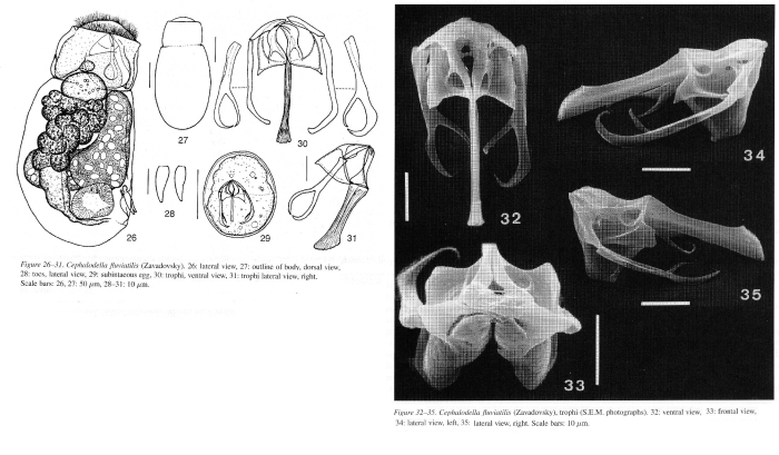 Cephalodella fluviatilis