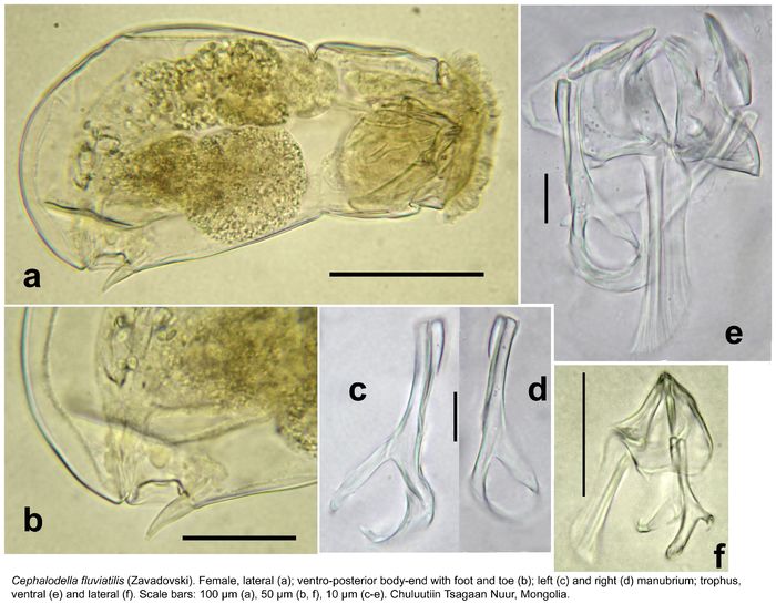 Cephalodella fluviatilis