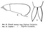 Cephalodella fluviatilis - Original description image