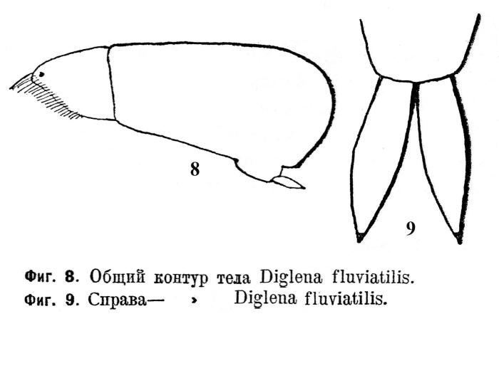 Cephalodella fluviatilis - Original description image