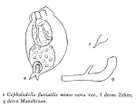 Cephalodella fluviatilis var. minor - Original description image
