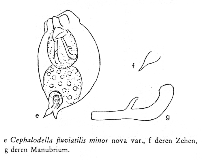 Cephalodella fluviatilis var. minor - Original description image