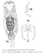 Cephalodella forceps