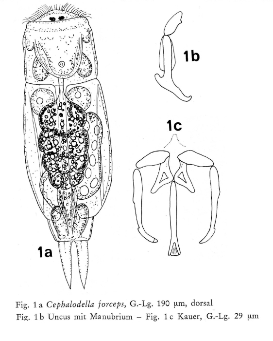 Cephalodella forceps