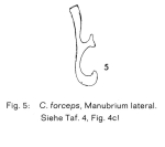 Cephalodella forceps